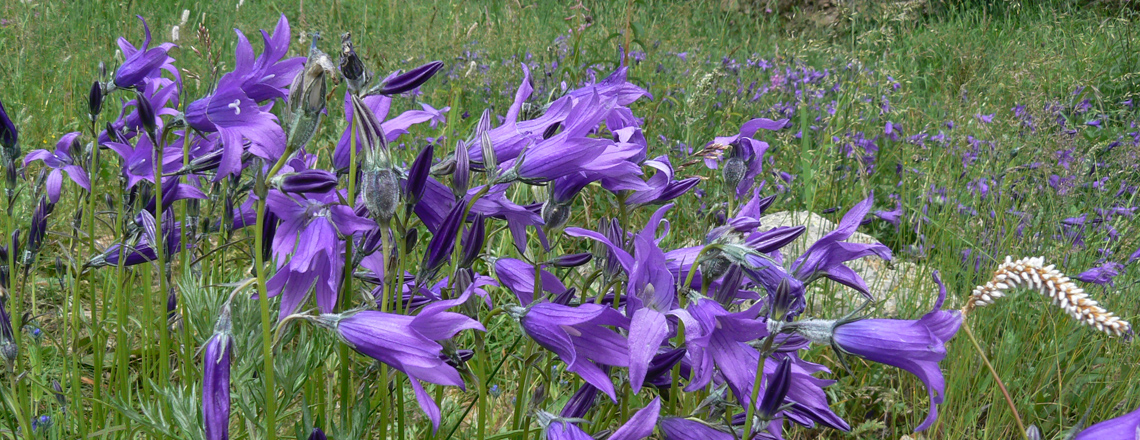 Гурвалсан хонхлой